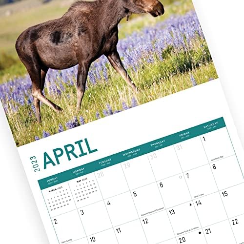 2023 Zidni kalendar za jarki dan, 12x12 inča, prekrasna fotografija divlje životinje prirode