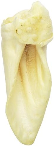 Najbolje kupovne kosti - SAD izrađene 3-pakovanje naduvane janjeće uši - zdrava kućna ljubimca žvakanja