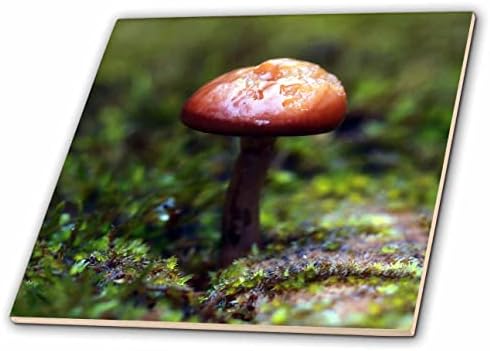 3drose pečat grad-priroda-makro fotografija gljive koja raste u mahovini. - Pločice.