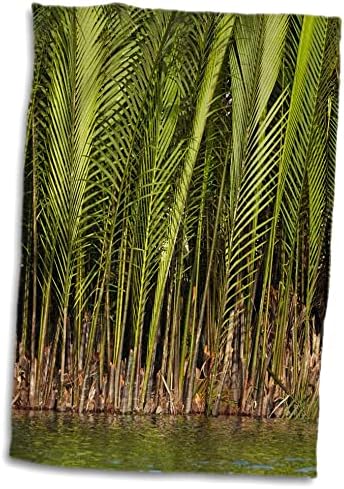 3Droza palmi od strane Thu Bon River, Hoi An, Vijetnam - Ručnici