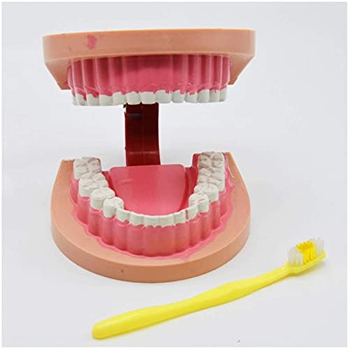 Model nastave, zubne zube - četkanje FLOSSING PURSKE ZUBE TIPODONS model Gingiva Vidljivi anatomski demonstracijski model za nastavu - za medicinska obrazovna sredstva za obuku Alatomija Biologija