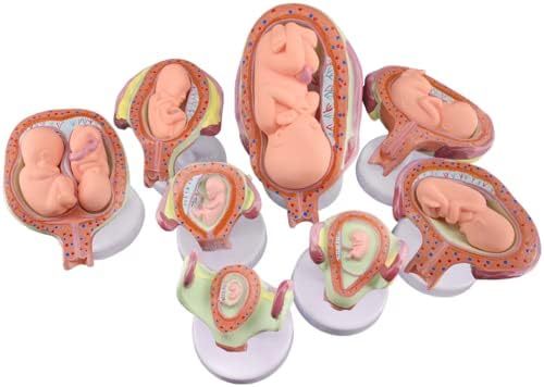 KH66ZKY proces razvoja trudnoće Moadel-model embrionalnog planiranja porodice-Model prikaza planiranja porodice