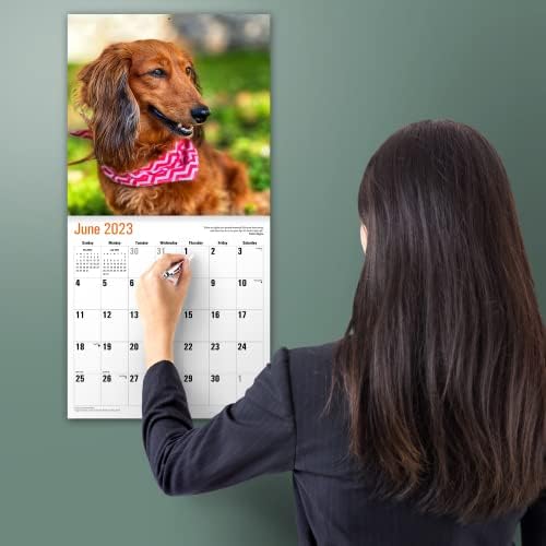 Micasa Longhaired Dachhunds 2023 Mesečni zidni kalendar čuvara | 12 x 24 otvoren | Gust i čvrst papir | Podijnji | Slatki pas | Divno jazavčasti