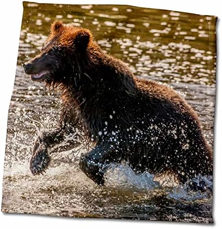 3dRose SAD, Aljaska, Tongass NF. Mladi grizli žuri da uhvati lososa. - Peškiri