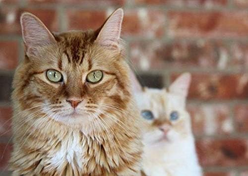Najbolji kućni ljubimci LLC Cat Probiotic Chews - Probiotika Pomoć za mačke - Imunološka podrška - Zdravi probavni trakt - CAT proliv pročišćavanja - 3 boce