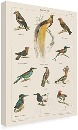 Zaštitni znak Likovne umjetnosti 'Bird Chart I' Canvas Art by Wild Apple portfelj 24x32