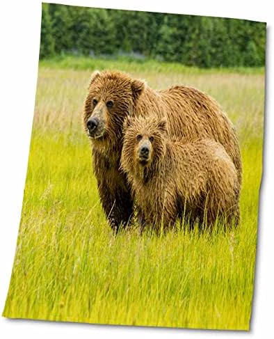 3Droza Danita Delimont - Medvjedi - SAD, Aljaska, Grizzly Bear sa mladunkom - ručnici