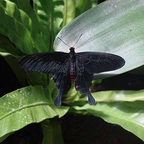 Crni leptir - platno stil umotan 12 x12 Photo Art Print