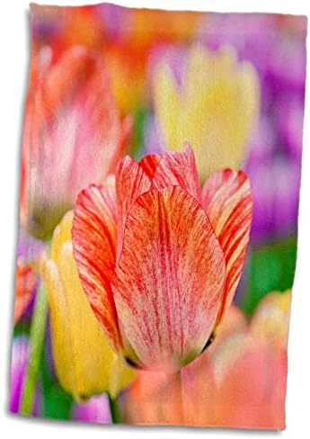 3drose prekrasan crveni i bež tulipa među šarenim cvjetovima - ručnici