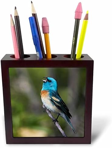 3dRose Danita Delimont-ptice-Lazuli Bunting pjevanje. - Držači Olovki Za Pločice