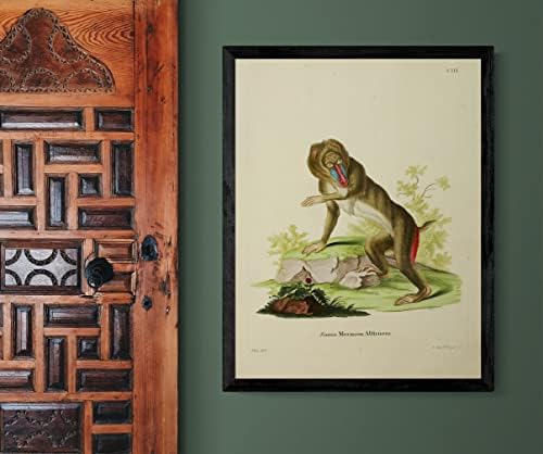 MANDrill primat majmun vintage Wildlife učionica ured uredu zoolog antikne ilustracije likovni
