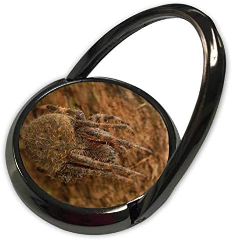 3Droze Marke City - insekti - makro fotografija uspavanog, nejasnog orbovskog tkača Spider.