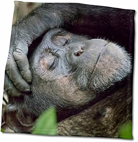 3Droza Afrika, Uganda, Kibale Forest NP. Čimpanzee spavaju. - Ručnici