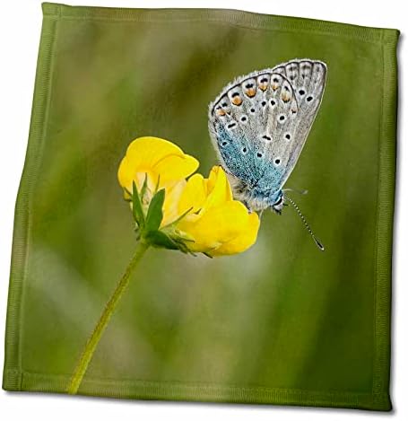 3droze plavi leptir na žutom cvijetu ljeti - ručnici