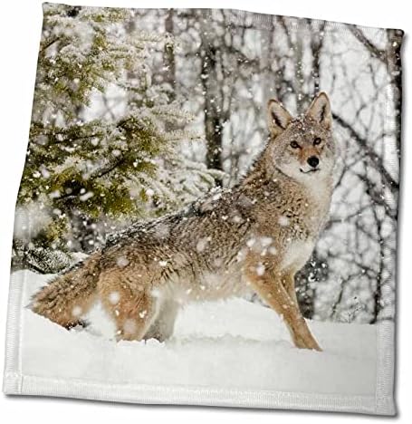 3Droza Danita Delimont - Coyotes - Coyote igra u snijegu, Montana - Ručnici