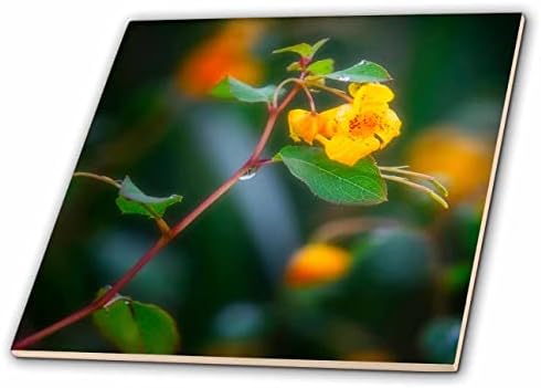 3drose Boehm Photography Flower-mali žuti cvijet makro Photo-Tiles
