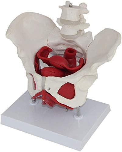 model organa Anatomija Model ženske karlice / anatomski Model / ženska karlica skeletni Model / mišići