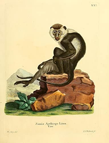 Bijeli eyelid Mangabey primat Monkey Vintage Wildlife Classroom Office Decor zoologija Starična