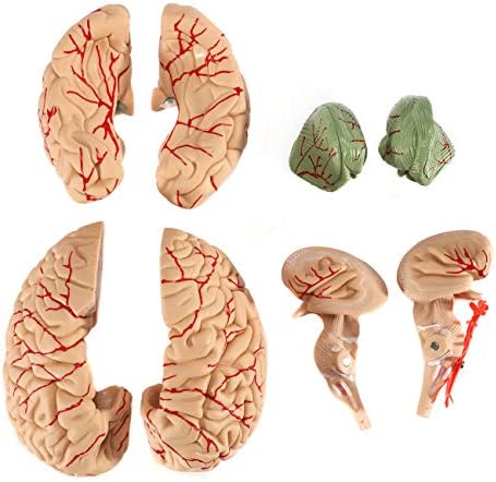 Beamnova anatomija ljudski modeli: model kičme, Model mozga u prirodnoj veličini, 2 puta model mozga