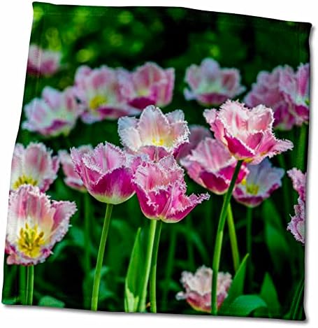 3Droza Divno ružičasti papažni tulip cvjetovi na opružnom cvijeću - ručnici